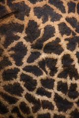 Giraffes skin - Lake Manyara National Park - Tanzania