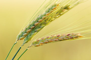 Three ears of wheat closeup on plain blurred yellow background. Selected ears of wheat.