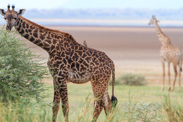 Giraffes in Lake Manyara National Park - Tanzania