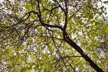 crown of an autumn tree with yellow-green leaves