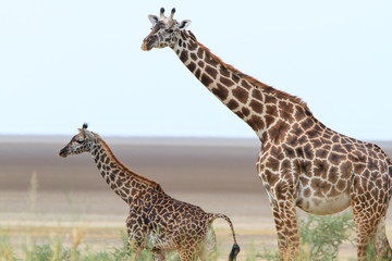 Giraffes in Lake Manyara National Park - Tanzania