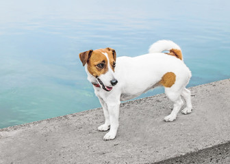 A cute small Dog Jack Russell Terrier standing on a river bank