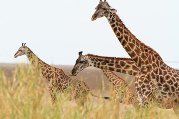 Giraffes in Lake Manyara National Park - Tanzania