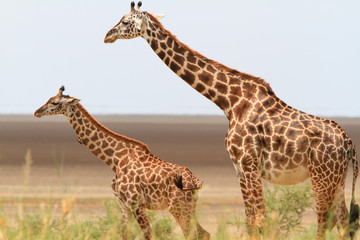 Giraffes in Lake Manyara National Park - Tanzania