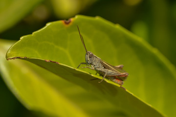 Nachtigallgrashüpfer auf einem Blatt