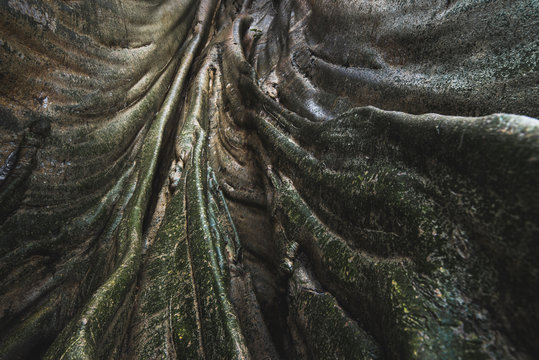 Giant Fig Tree In Tropical Rainforest