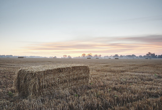Straw bales in a mist covered field at sunrise. Norfolk, UK.