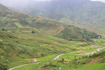 Fototapeta premium Rice fields