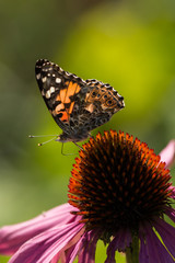 Painted Lady