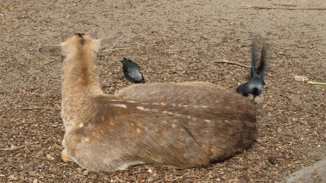 Jackdaw picking hairs from the back of a deer to make a nest.