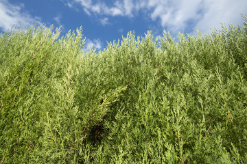 Beautiful wall of tall cypresses with blue sky