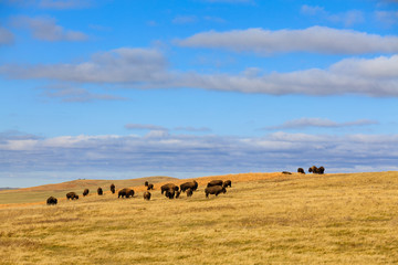 A herd of buffalo grazes in Theodore Roosevelt National Park, North Dakota