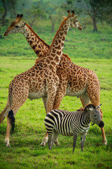 Naklejka na ściany i meble Giraffes in Arusha National Park - Tanzania