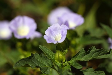 Flower of an Apple of Peru plant