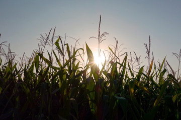 Obraz premium Corn, cultivation, undepreciated agricultural plant