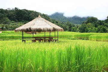 Fototapeta na wymiar Rice terrace at Doi Inthanon National Park Chom Thong District Chiang Mai Province,Thailand