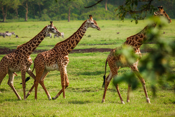 Giraffes in Arusha National Park - Tanzania