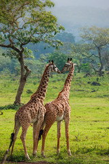 Giraffes in Arusha National Park - Tanzania