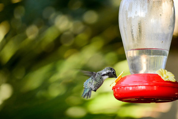 Colibri, Kolibri (Trochilidae) an der Vogeltränke