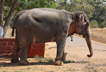 Fototapeta na wymiar Elephant in the Ponda. Goa. India