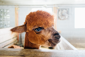 An alpaca or llama standing in a barn stall.