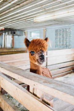 An alpaca or llama standing in a barn stall.