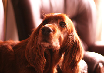 Portrait of an adorable red setter dog on a brown leather settee looking upwards towards it’s...