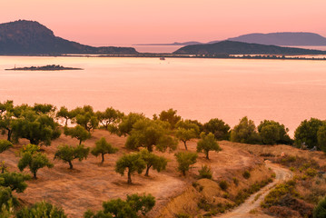 Fototapeta premium The views of olive groves on the Mediterranean sea during sunset