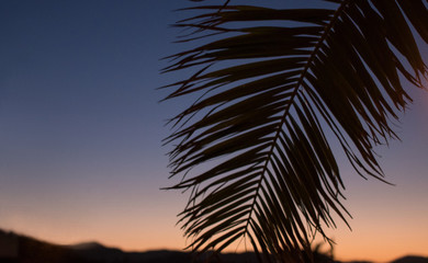 Palmenblatt nach Sonnenuntergang auf Mallorca