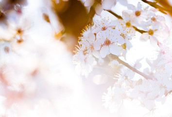 Kirschblüte im Frühling