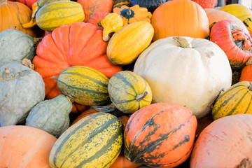 Viele Kürbisse zu Halloween