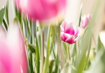 Pinke Tulpen im Frühling