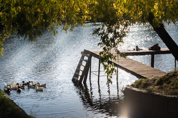 ducks, goose and geese waterfowl in the blue green water at the local ponds and lakes under the sunlight © Mak