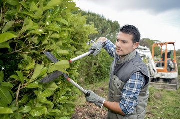 Man trimming hedge with secateurs
