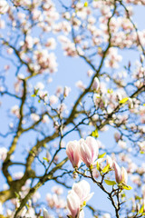 Blühende Magnolia im Frühling