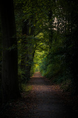 Gloomy forest path
