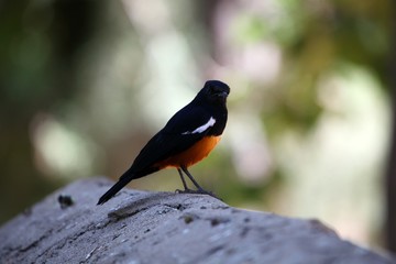 Male mocking cliff chat
