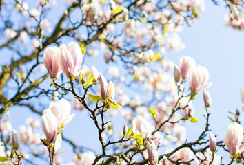 Magnolia