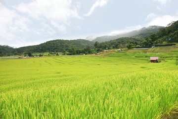 Rice terrace at Doi Inthanon National Park Chom Thong District Chiang Mai Province,Thailand
