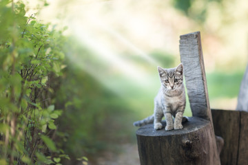 Small kitten on wooden chair outdoors © Mak