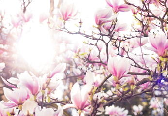 Magnolia im Frühling