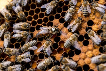 Beekeeping