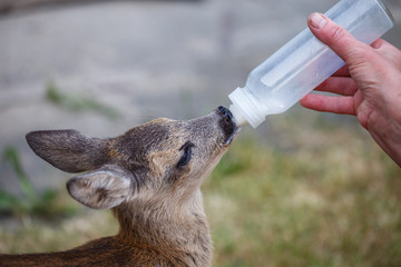 Taking care of a baby roe deer (Capreolus capreolus), wildlife rescue