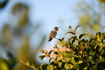 Kolibri (Trochilidae), Colibri