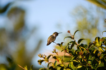 Colibri, Kolibri (Trochilidae)