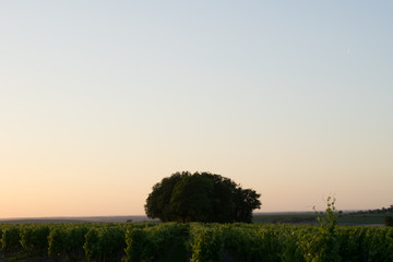 Fototapeta na wymiar Sunset with trees, in rural 