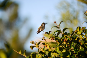 Colibri, Kolibri (Trochilidae)