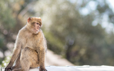 Affe auf dem Affenfelsen in Gibraltar