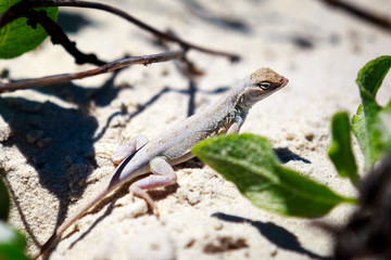 Keeled Earless Lizard