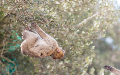 Affe auf dem Affenfelsen in Gibraltar